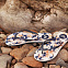 Обувь пляжная женская ROXY To The Sea Ditsy navy/white вид 1